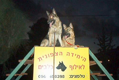 אילוף כלבים בחיפה